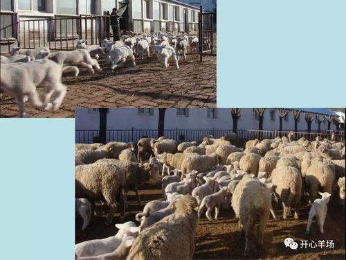 出肉多、增重快、一只多挣100块——王国春会长详解高效肉羊品种选择