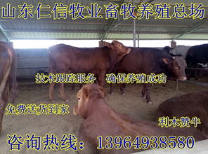 波尔山羊养殖效益与市场价格深度解析