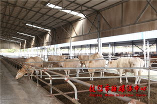 我市畜牧业绿色生态发展获广泛赞誉 领导与专家共话未来方向